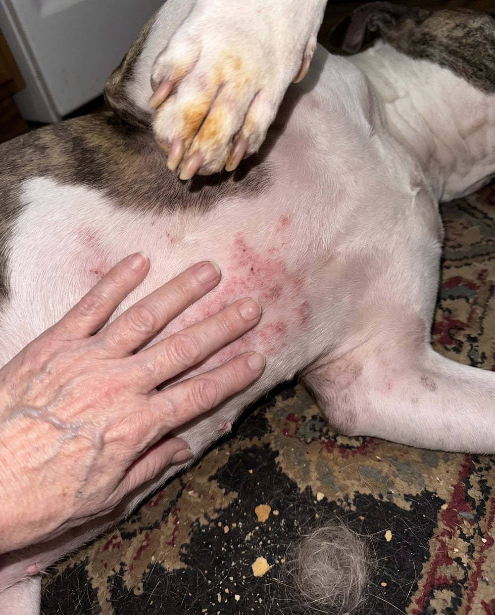 Una dueña abriéndole el pelo a su pit bull para ver su pancita rosada e irritada, con las patas manchadas de tanto lamerse