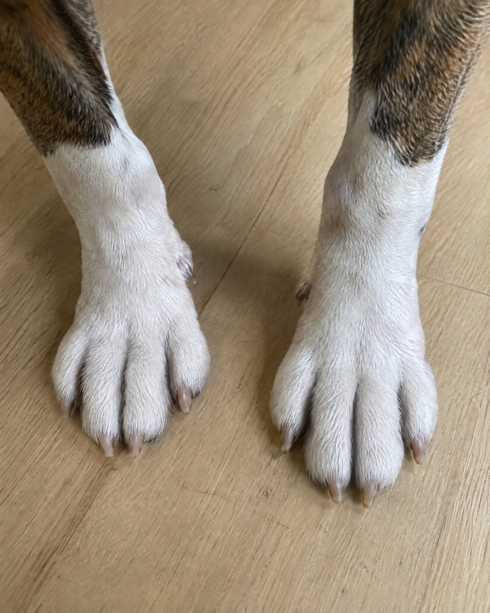 Bear, 6 after