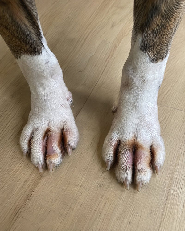 Front paws before