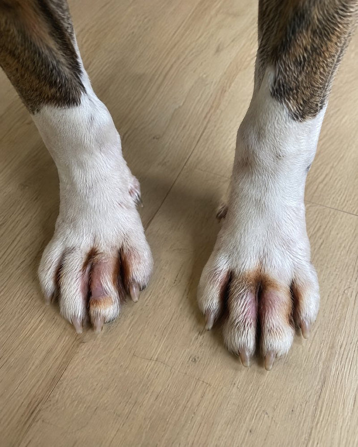 Bear, 6 before