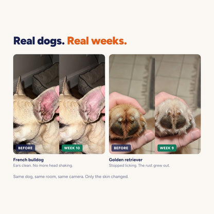 Before and after: ears at week 10, paws at week 9