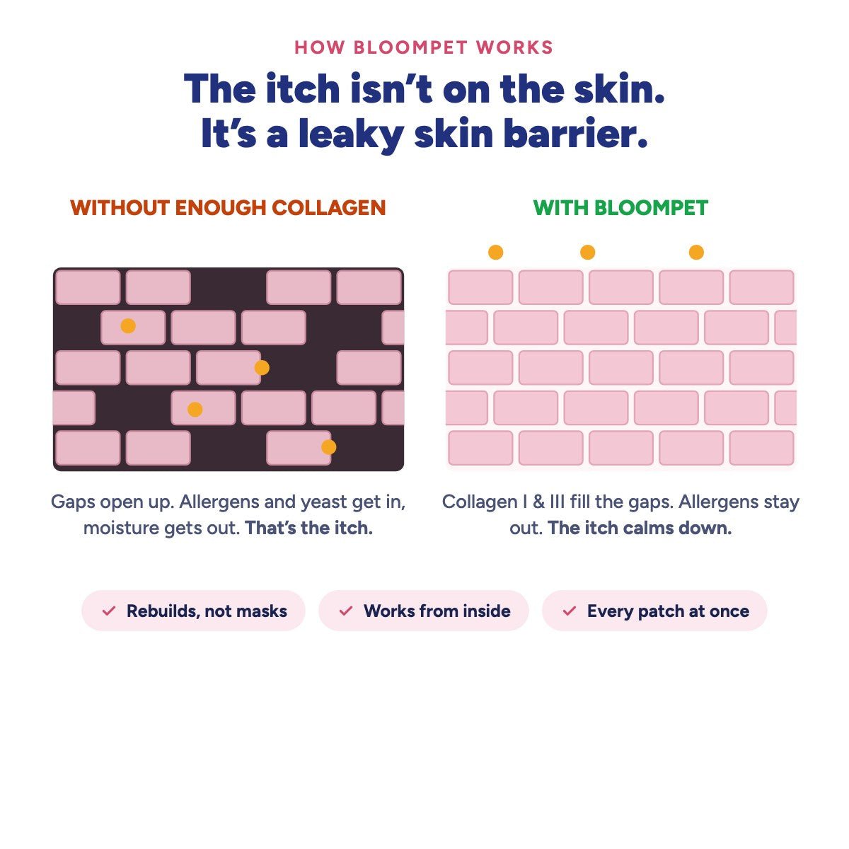 How BloomPet works: rebuilding the skin barrier