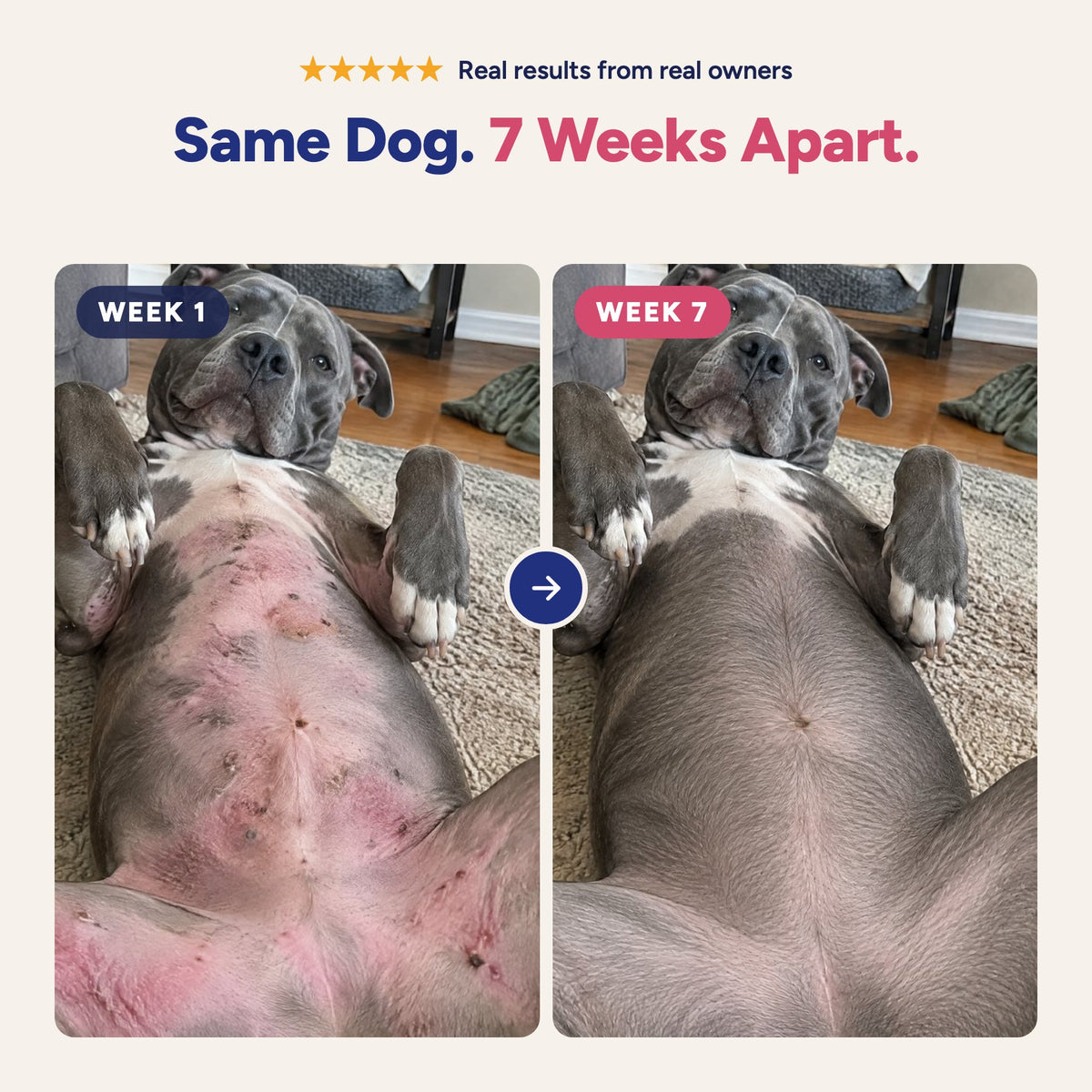 Same dog, 7 weeks apart