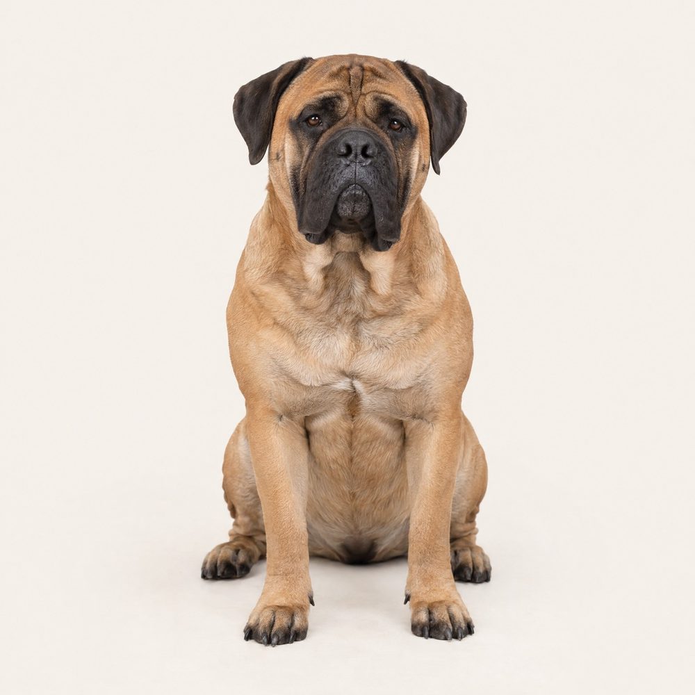 A bullmastiff sitting calmly