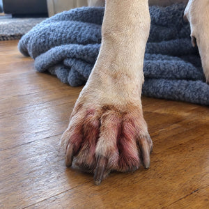 Red, licked-raw paw at the start