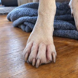 The same paw, calm and clean