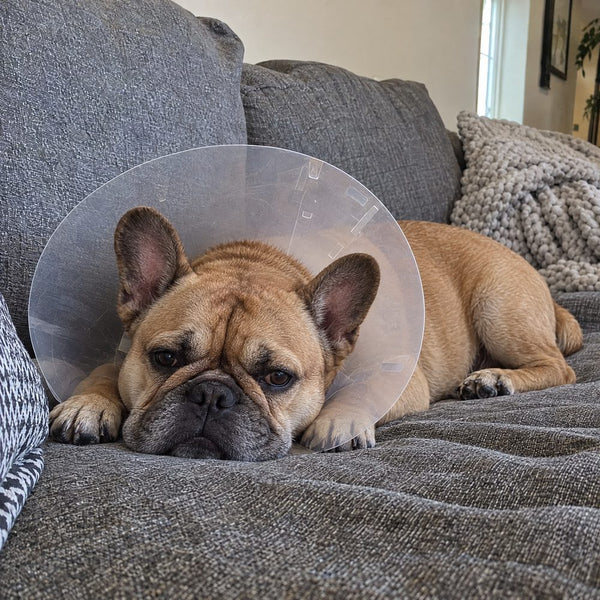 A dog in a cone